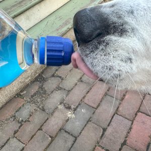WaterBall Dog Water Dispenser for Bottles | Safe, Efficient, Blue, Orange, Green, Red